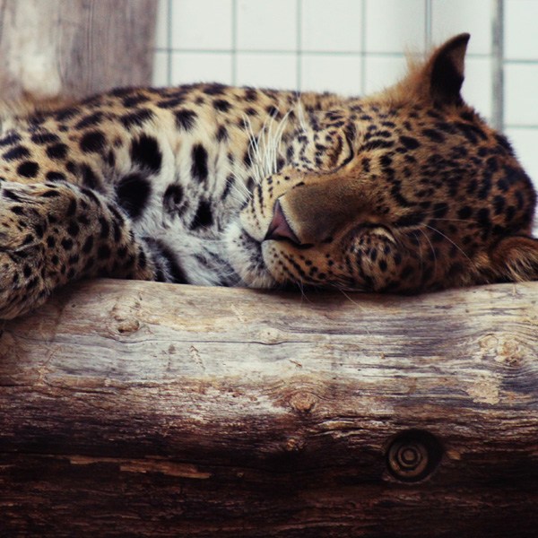 20120130172153_leopard 20120130172153_leopard
