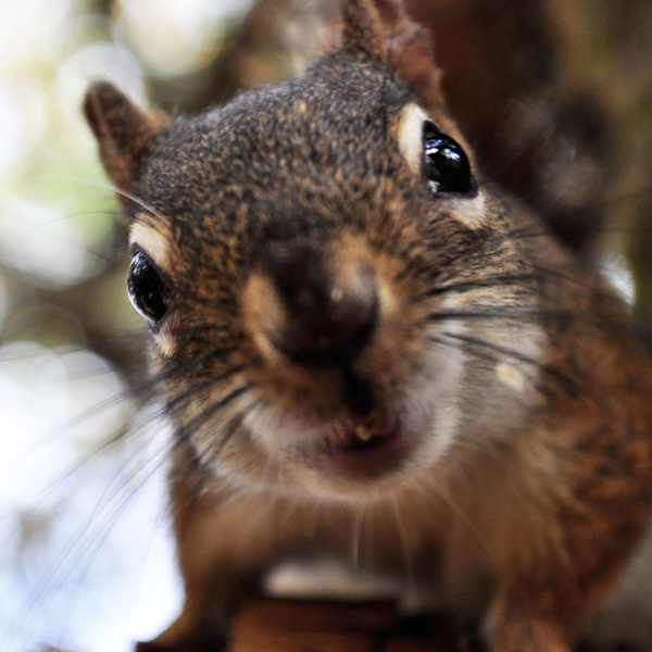 20120130193954_ecureuilc 20120130193954_ecureuilc