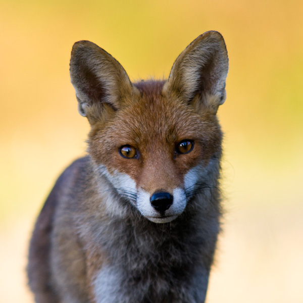 20120130213137_firefox 20120130213137_firefox