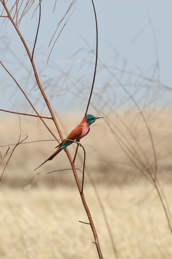 20120130211705_guepier_ecarlate 20120130211705_guepier_ecarlate