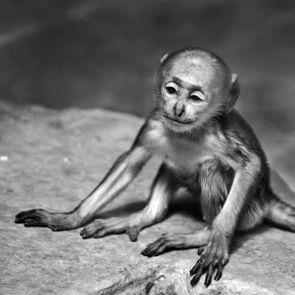 20120130214127_le_sage 20120130214127_le_sage