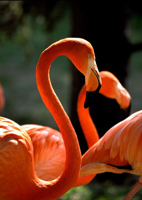 20120130214211_flamants_rose 20120130214211_flamants_rose