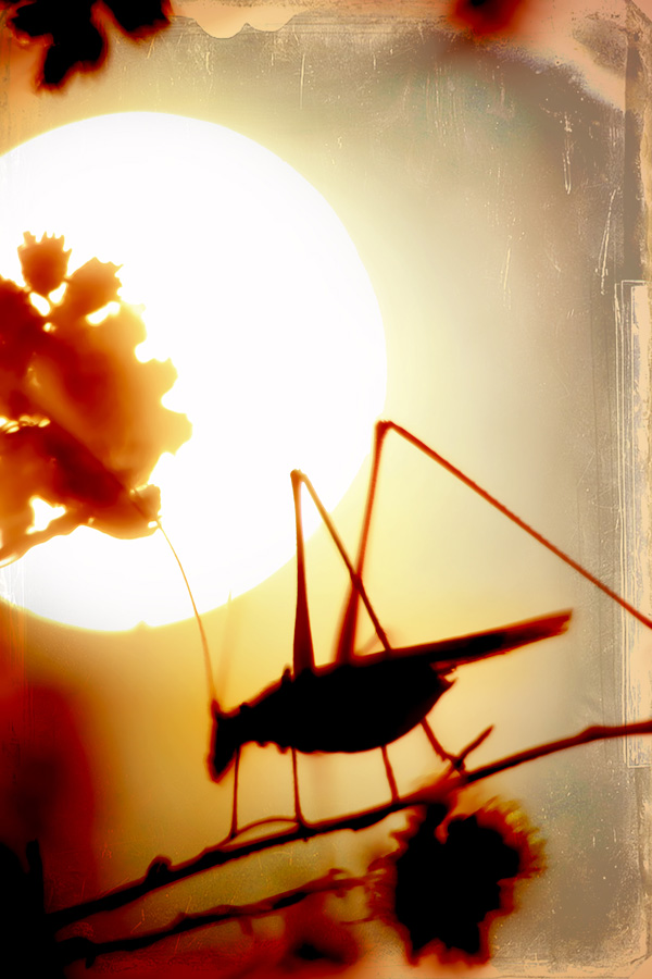 20120130215439_img_1223 20120130215439_img_1223