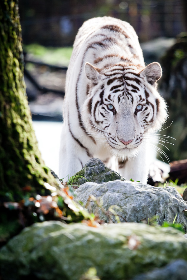 20120130230906_tigre 20120130230906_tigre