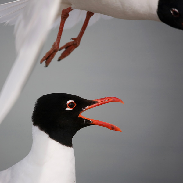 20120130234537_melano_carre_oscher2010 20120130234537_melano_carre_oscher2010