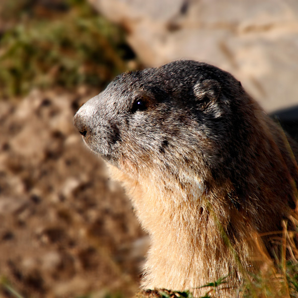 20120131075602_marmotte 20120131075602_marmotte