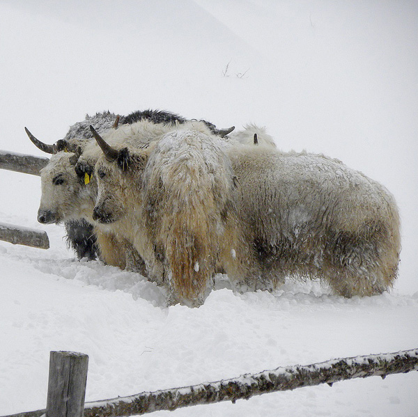 20120131092134_yaks_a_solda 20120131092134_yaks_a_solda