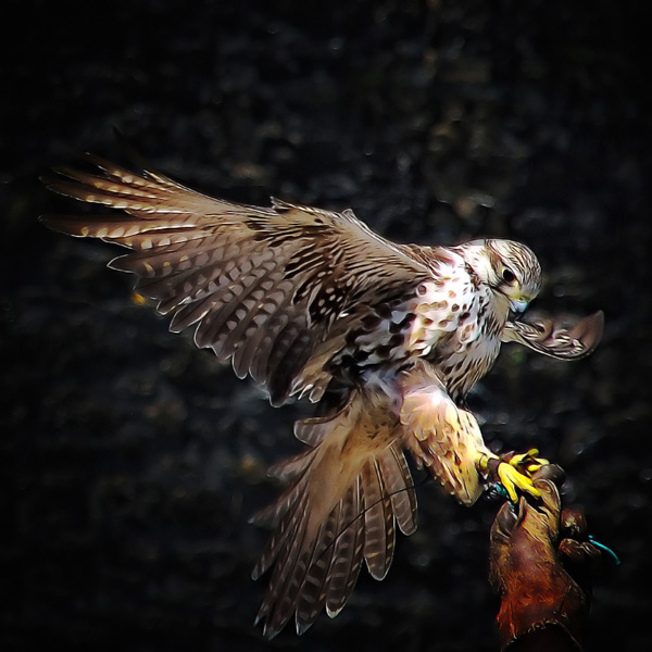 20120130191949_dsc_6419rapace 20120130191949_dsc_6419rapace