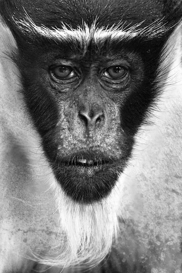 20120130211147_sagesse_colman 20120130211147_sagesse_colman