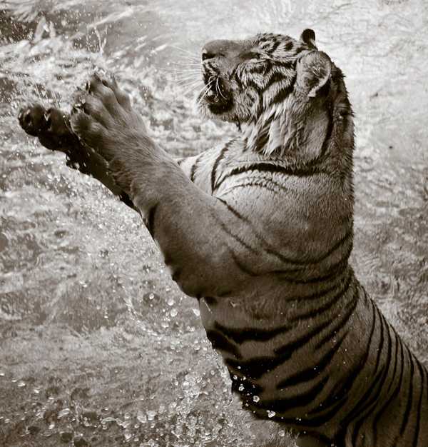 20120131023905_panthera_tigris 20120131023905_panthera_tigris