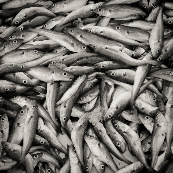 20120131092544__dsc6450 20120131092544__dsc6450