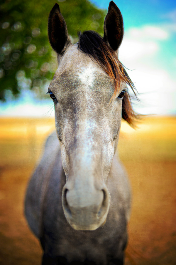 20120130194505_animal 20120130194505_animal