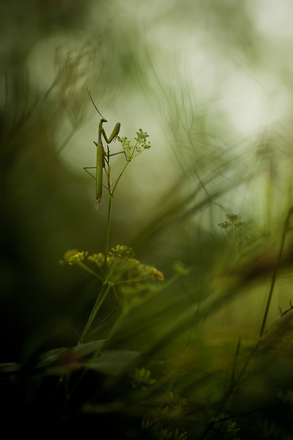 20120130232739_1mante 20120130232739_1mante