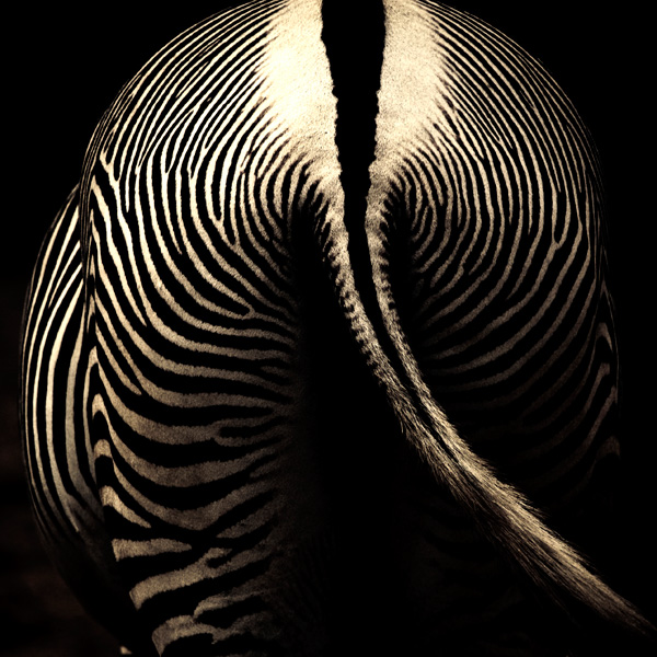 20120131010814_zebra_01 20120131010814_zebra_01