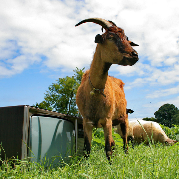 20120131110644_animaltv 20120131110644_animaltv