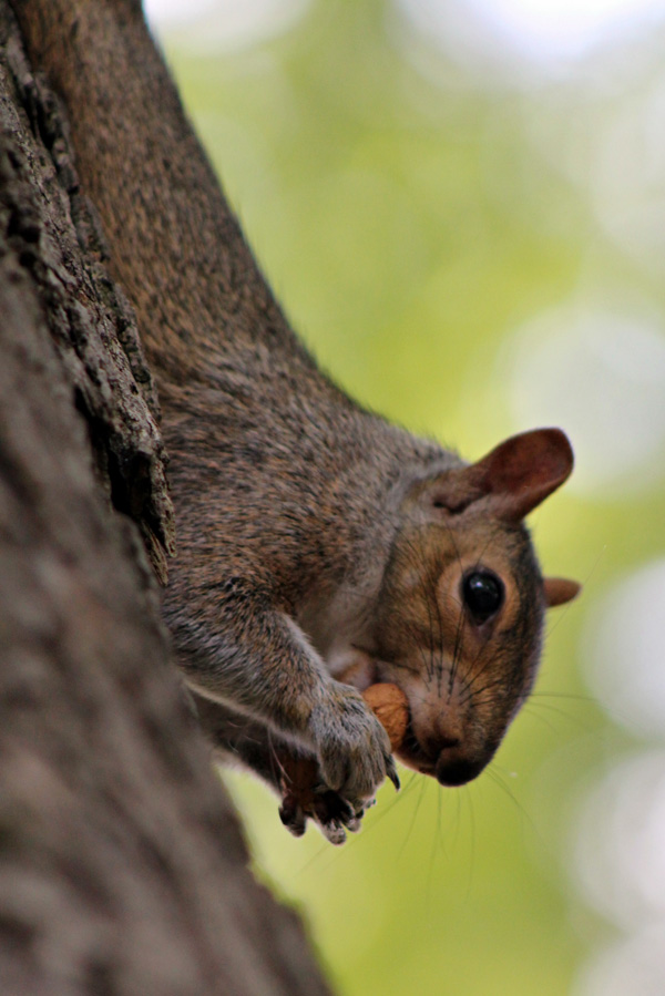 20120131112019_animal_ecureuil 20120131112019_animal_ecureuil