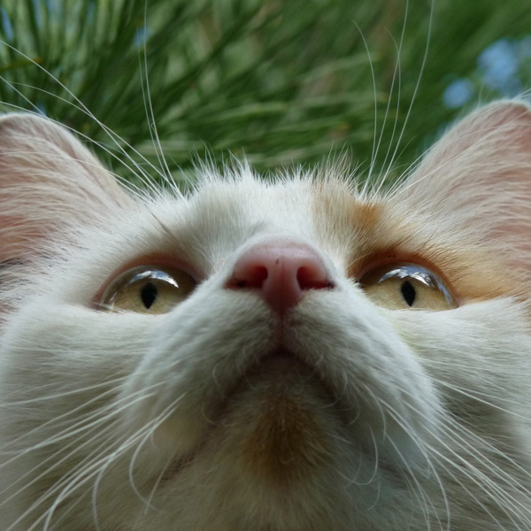 20120131115731_nougat_en_contre_plongee 20120131115731_nougat_en_contre_plongee