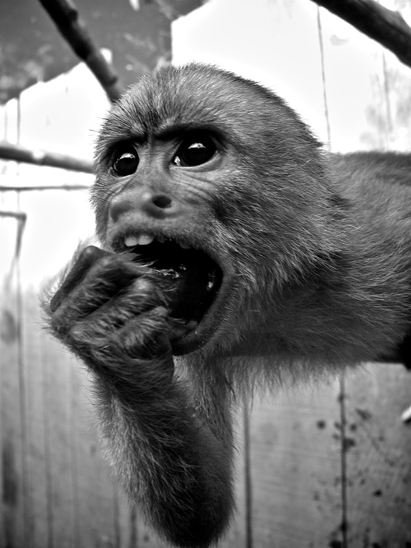 20120131120548_singe 20120131120548_singe