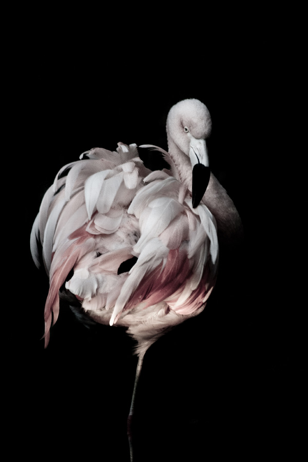 20120131153311_flamant_1 20120131153311_flamant_1