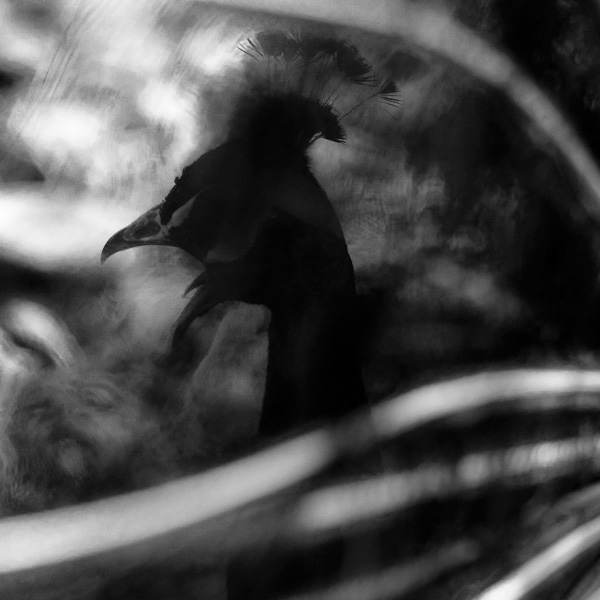 20120131191648_le_paon__1_sur_1_ 20120131191648_le_paon__1_sur_1_