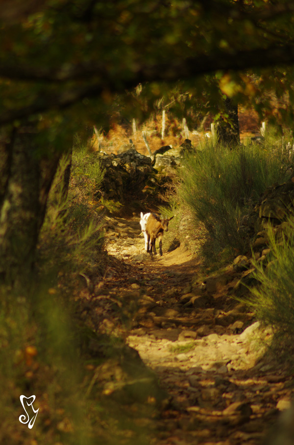 20120131192918_le_chemin 20120131192918_le_chemin