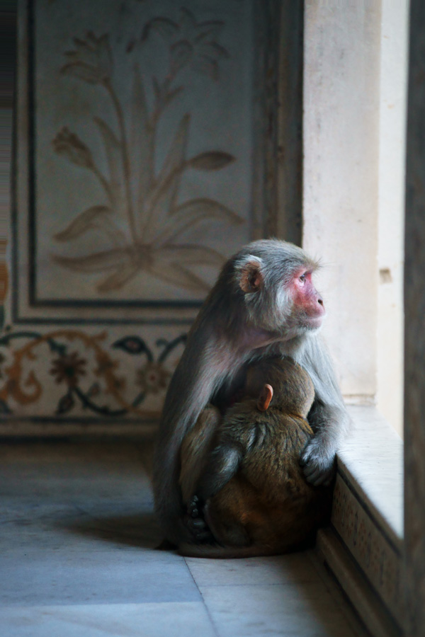 20120131221735_maharani_competence 20120131221735_maharani_competence