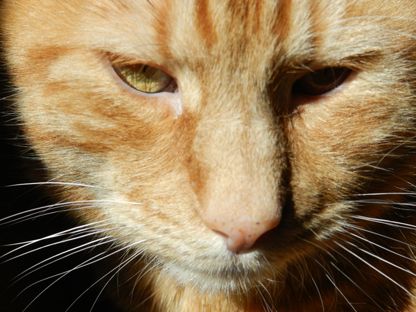 20120201164246_dscn6930 20120201164246_dscn6930