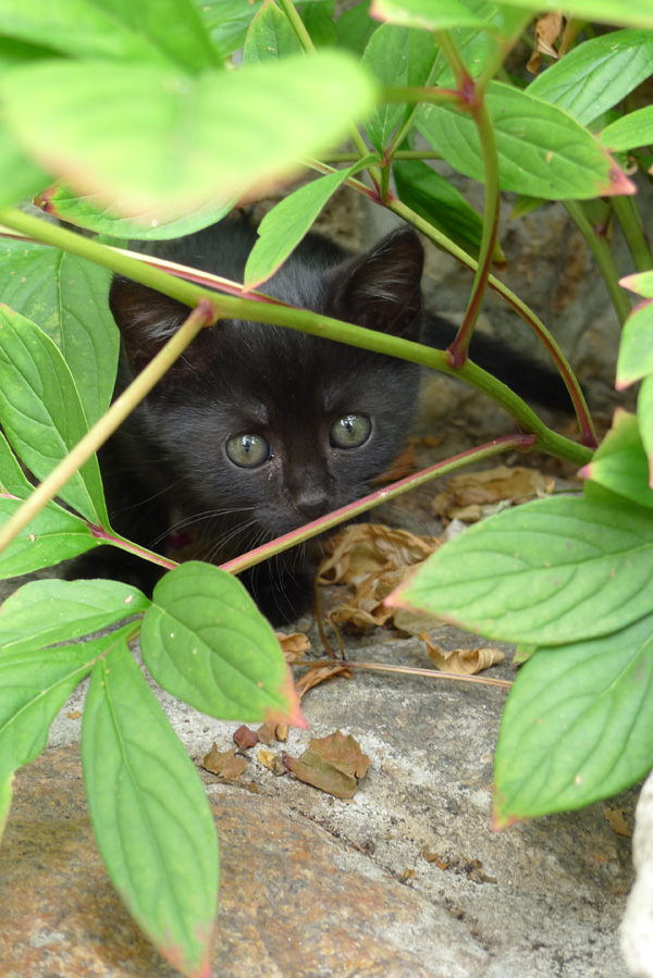 20120201173159_p1000633 20120201173159_p1000633