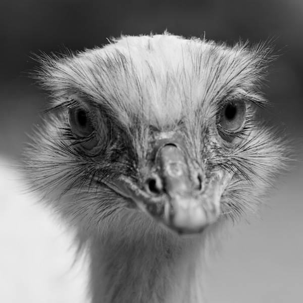 20120201224046_emeu1 20120201224046_emeu1