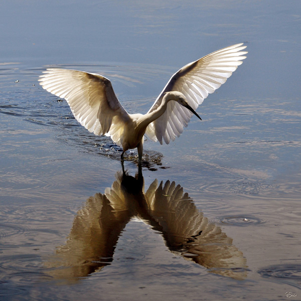 20120131100854_aigrette_papillon 20120131100854_aigrette_papillon