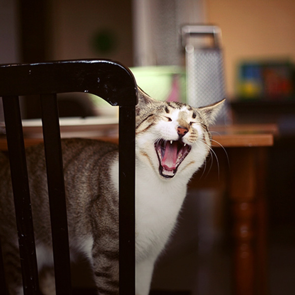 20120131120853_img_0541_minicarre 20120131120853_img_0541_minicarre