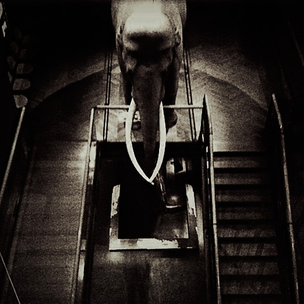 20120131161132_elephant 20120131161132_elephant