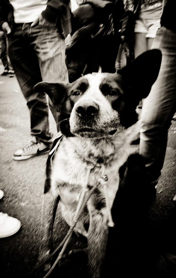 20120131170353_vie_de_chien 20120131170353_vie_de_chien