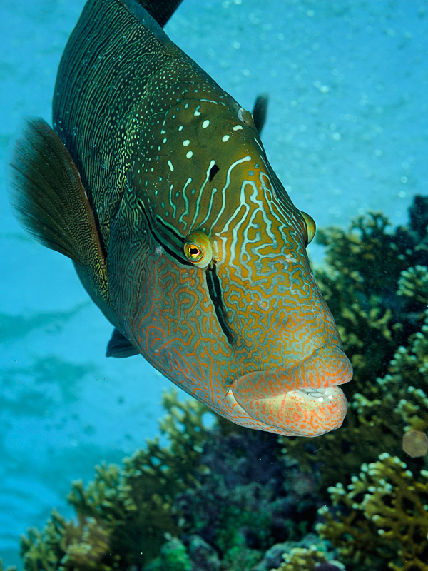 20120131175423_1110_mer_rouge_6751 20120131175423_1110_mer_rouge_6751