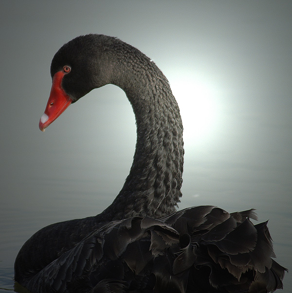 20120131191113_cygne_noir_par_remy_touche_a_branfere 20120131191113_cygne_noir_par_remy_touche_a_branfere