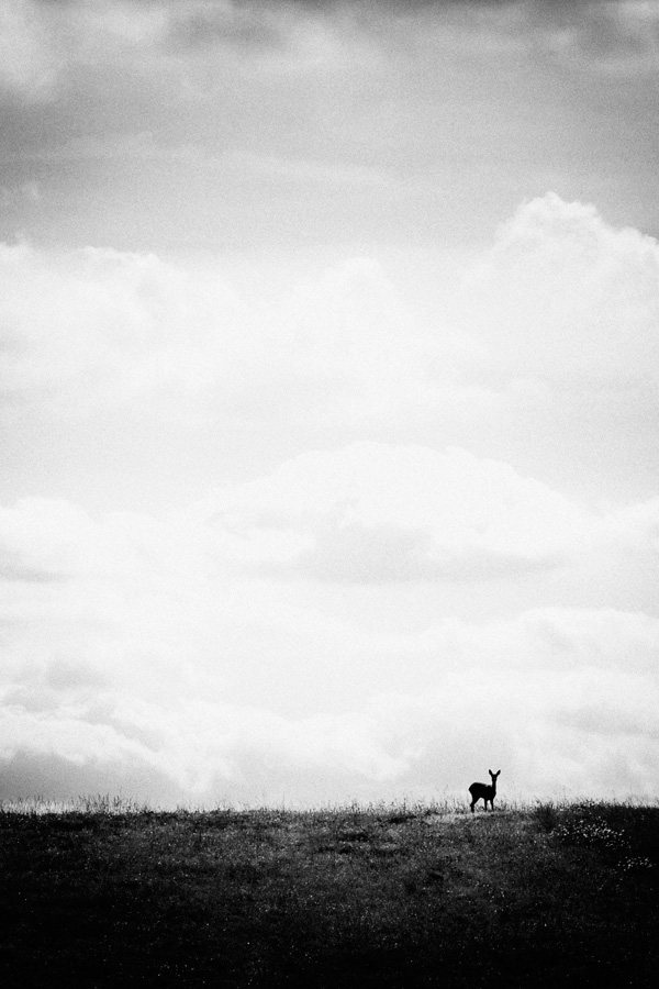 20120201143008_chevreuil 20120201143008_chevreuil