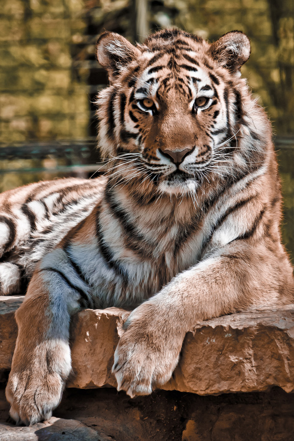 20120201233656_le_pacha_001 20120201233656_le_pacha_001