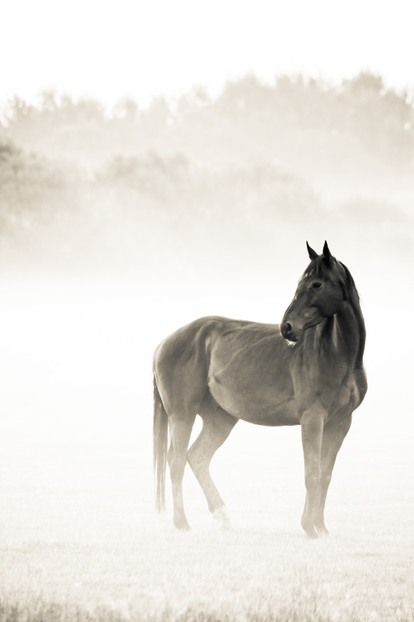 20120131222656_apparition_ii 20120131222656_apparition_ii