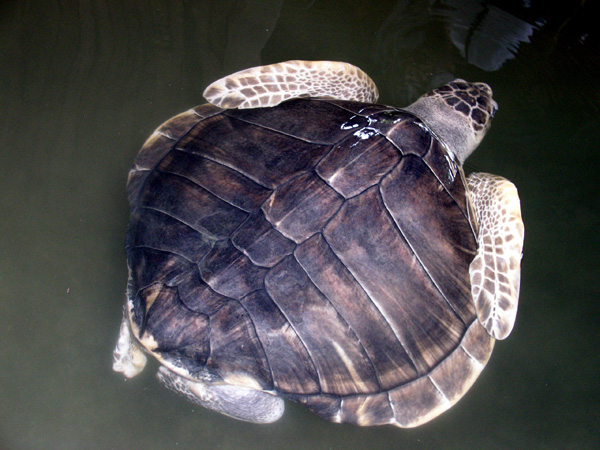 20120202102150_sri_lanka_2010_part_3_487 20120202102150_sri_lanka_2010_part_3_487