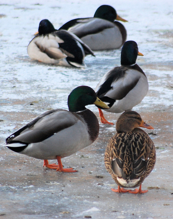 20120202102654_sur_le_glace812333699868408438 20120202102654_sur_le_glace812333699868408438