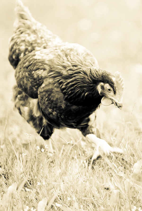 20120202102942_vic_polsinelli_photographies_instinct_du_chasseur 20120202102942_vic_polsinelli_photographies_instinct_du_chasseur