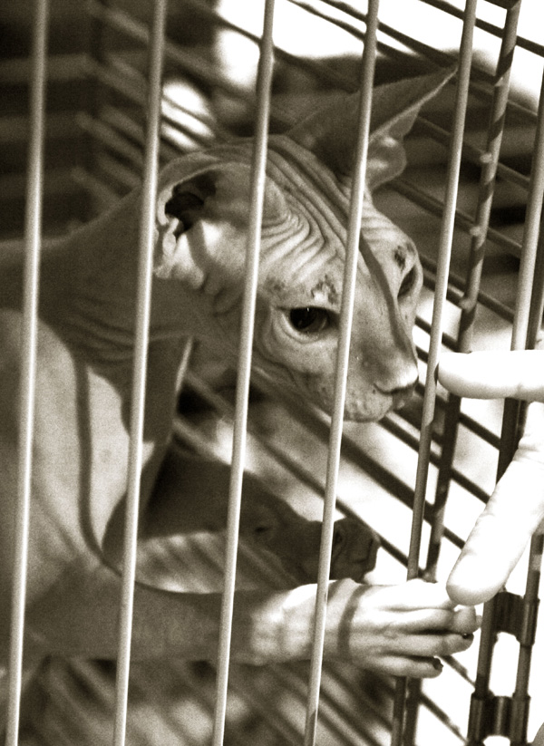 20120202194424_chat_sphynx 20120202194424_chat_sphynx