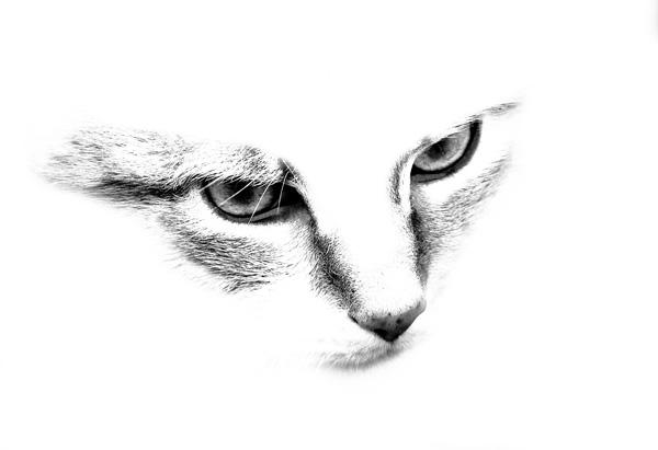 20120202202738_hkcat 20120202202738_hkcat