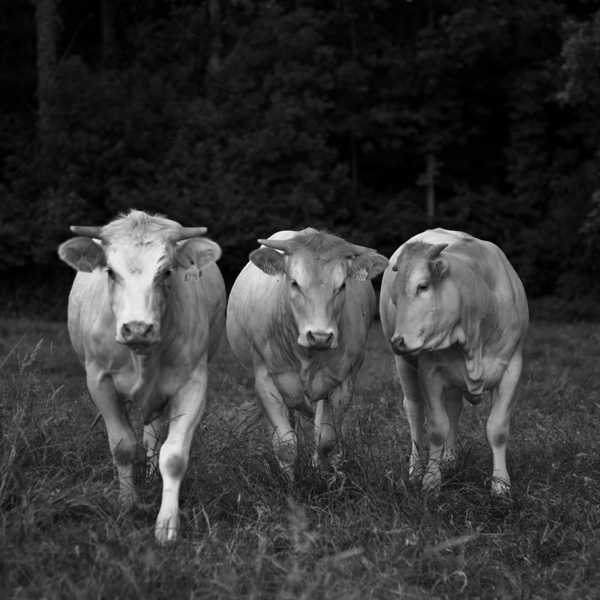 20120203064739__dsc0055 20120203064739__dsc0055