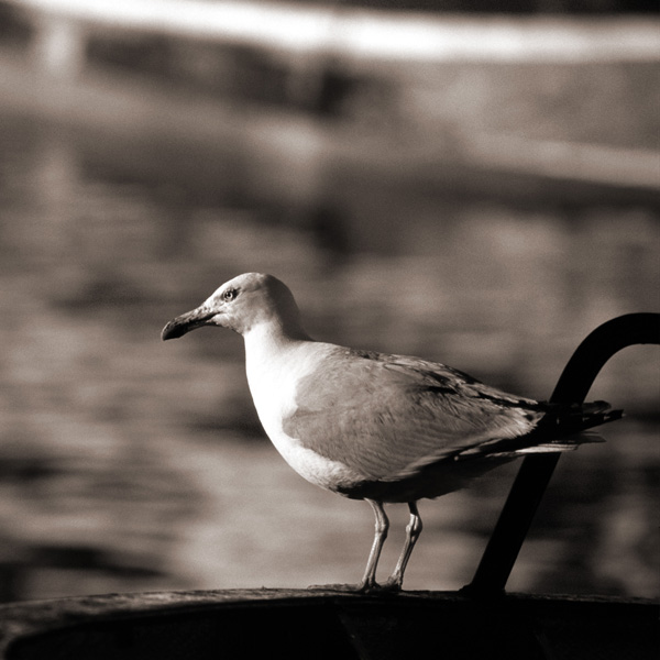 20120202093834_goeland_de_loctudy_nb 20120202093834_goeland_de_loctudy_nb