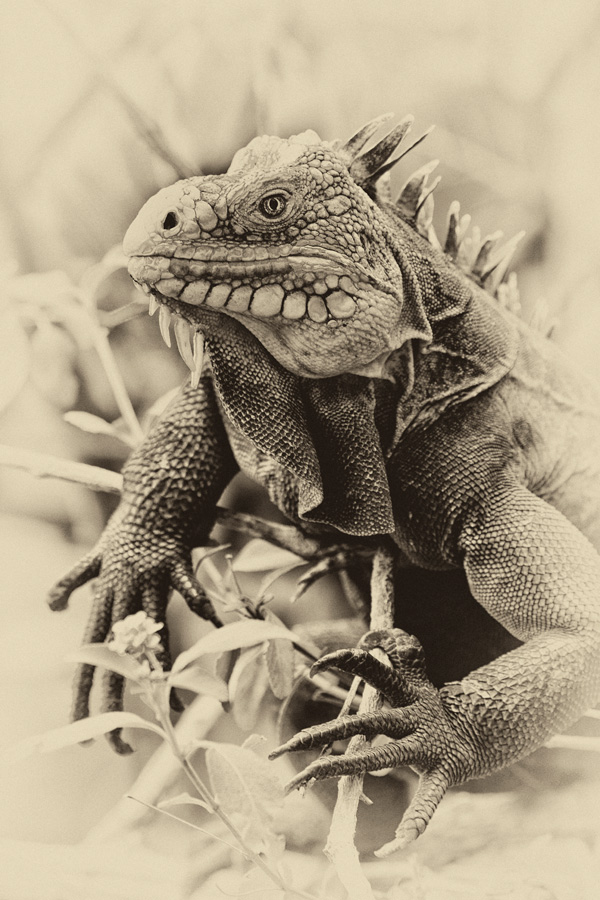 20120202123801_iguane 20120202123801_iguane