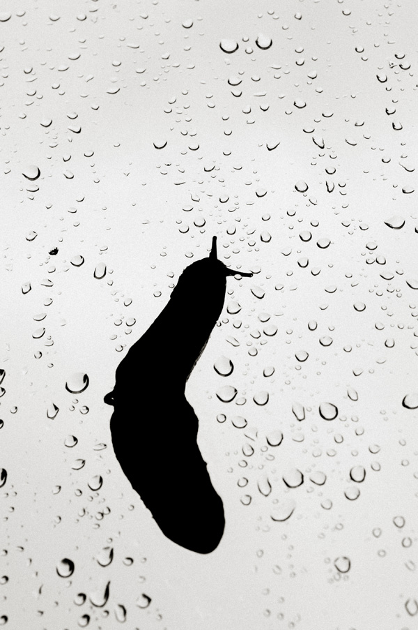 20120202134817_limace_4303 20120202134817_limace_4303