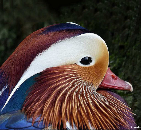 20120202140259_mandarin_concours 20120202140259_mandarin_concours