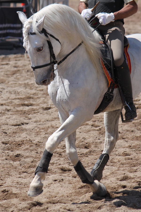 20120202235549_img_7904concoursbisb 20120202235549_img_7904concoursbisb