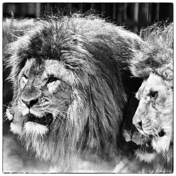 20120202220003_les_lions 20120202220003_les_lions